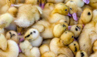 little yellow ducklings are sitting in a box at the bird market