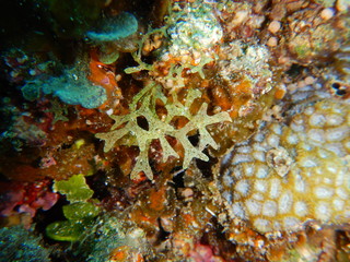 macroalgae, seaweeds, 