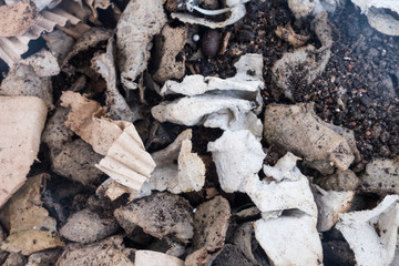 Healthy homemade fertilizer for plants.