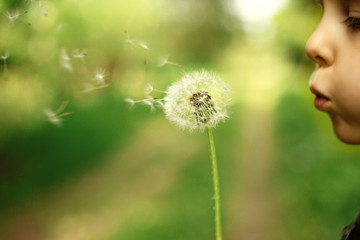 A child blowing on dandelions. The fluffs fly away