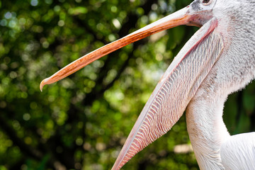 A white pelican in a park sits on a fence close-up. Bird watching