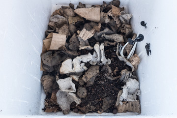 Mushroom growing from homemade fertilizer. 
