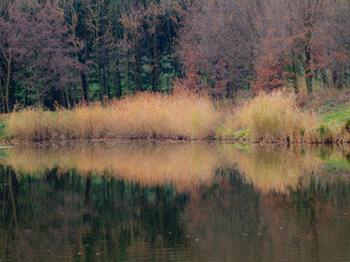 gęste zarośla nad wodą