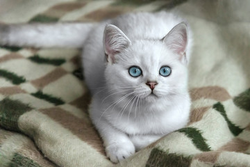 A brightly white cat with blue eyes looks very beautiful. This is a cat of the breed Scottish chinchilla