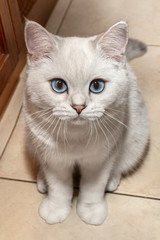 Fototapeta na wymiar A brightly white cat with blue eyes looks very beautiful. This is a cat of the breed Scottish chinchilla