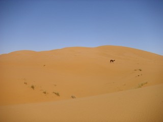 Fototapeta na wymiar desert wasteland sand dune sahara