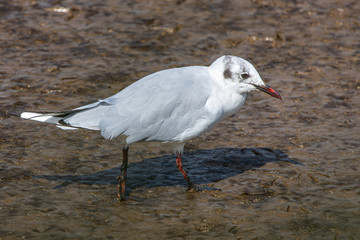 black headed gull