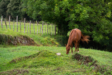 Naklejka premium A brown horse grazes in a pasture farm surrounded by a fence and trees.