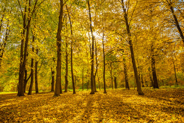 Autumn park in the rays of the bright sun looks very beautiful