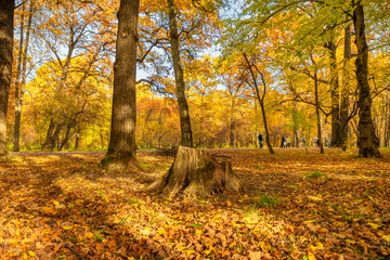 The autumn park in the rays of the bright sun looks very beautiful. The ground is covered with fallen leaves.