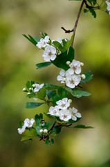 Crataegus (Rosaceae) flowers of a flowering hawthorn bush in a park in spring
