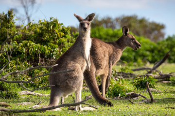 Two kangaroos in a bush land setting