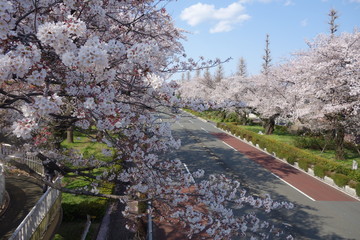 桜の咲く大学通り