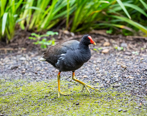 Hawaiian Moorhen