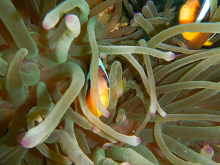 Clownfish, Anemone Fish, Amphiprioninae, 