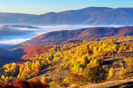 autumn sunrise in mountainous countryside. trees in golden foliage on the meadow in weathered grass. distant valley full of fog.  ridge on the horizon. clouds on the sky in morning light