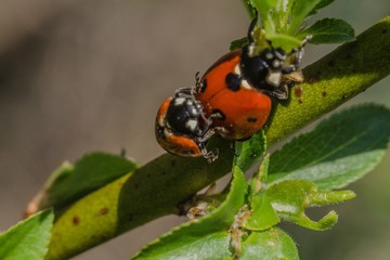 Biedronki  © Artur