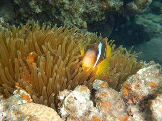 Fototapeta na wymiar Clownfish, Anemone Fish, Amphiprioninae, 