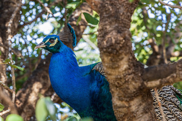 Fototapeta premium peacock in the park