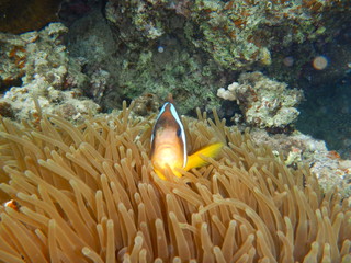 Clownfish, Anemone Fish, Amphiprioninae, 