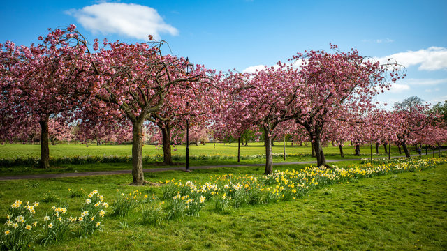 Avenue of Cherry Blossom Trees