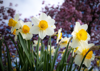 Obraz premium White and Yellow Daffodils