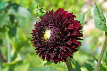 Maroon Dahlia in the garden close-up
