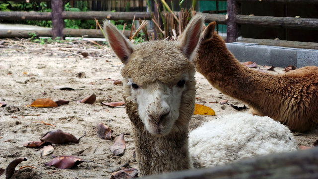white llama, alpaca in the park looking at the camera