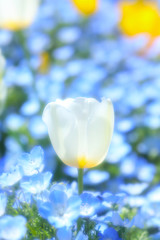 かわいいチューリップ