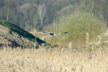 Wildgänse in freier Natur