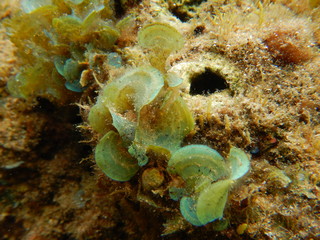 seaweeds, algae, macroalgae, padina, Caulerpa,