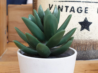 succulent plants In a small white flower pot Resting on a wooden table