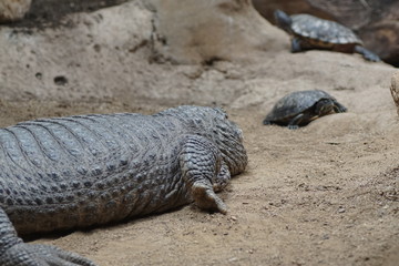 crocodile on the ground