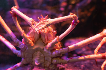 Big Alaskan crab specimen in underwater tank.