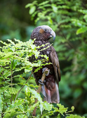 Kaka