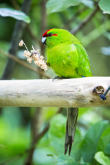 Kakariki