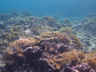 Naklejka na ściany i meble Coral reefs, Acropora, Millipora