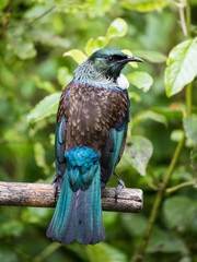 Tui