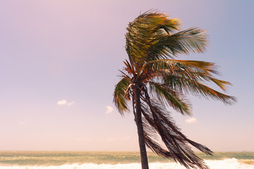 Single palm tree  left side image with leaves windy weather on Australian beach with waves background sunset sky in sunny day Mooloolaba Queensland .