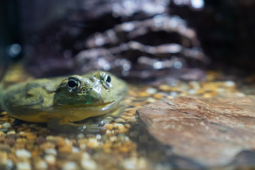Green poison dart frog.