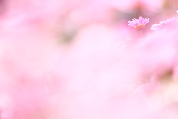 ソフトイメージのマーガレット