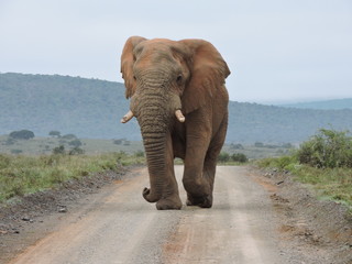 Fototapeta na wymiar Big elephant in the road