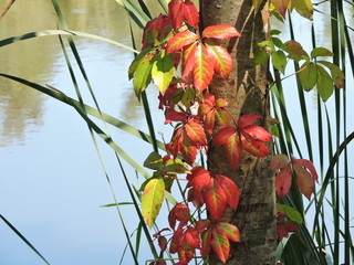 Autumn Leaves