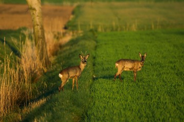 Rehwild im Frühjahr
