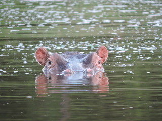 hippopotamus in water