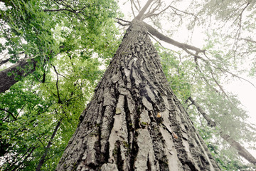 Fototapeta premium giant tree by summer