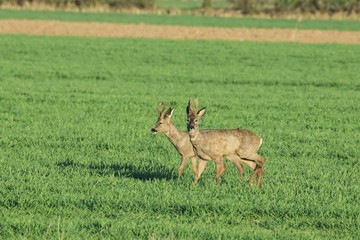 Rehwild im Frühjahr