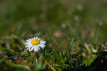 Lonely spring daisy in the grass in the garden / meadow.