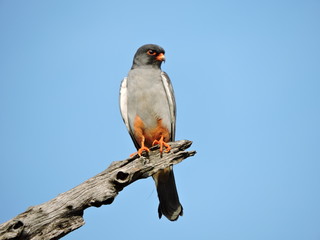 Amur Falcon on a branch