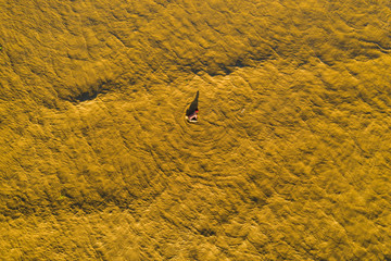 fisherman catching snails on the beach in the early morning